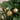 TUBO 10 PALLINE 6 CM - ORO