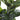 FICUS LYRATA ARTIFICIALE 100 CM