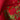 TOVAGLIA ROSSA CON AGRIFOGLIO RICAMATO 140X240 CM