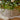BASE PER ALBERO MEDIA INTRECCIATA