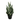 SANSEVERIA ARTIFICIALE