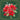 TOVAGLIOLI STELLE DI NATALE FONDO VERDE